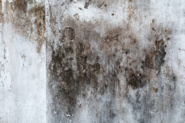 Best Air Quality Testing for Mold Spores  in Overland, MO