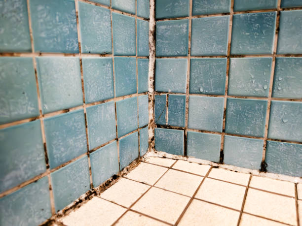 Best Crawl Space Mold Remediation  in Overland, MO