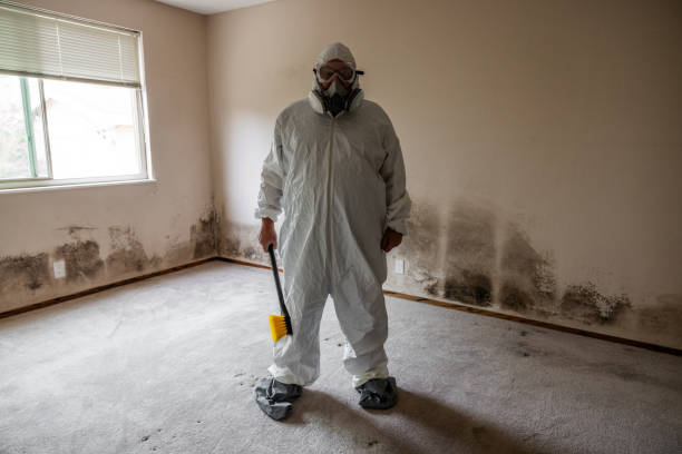 Best Black Mold Removal  in Overland, MO
